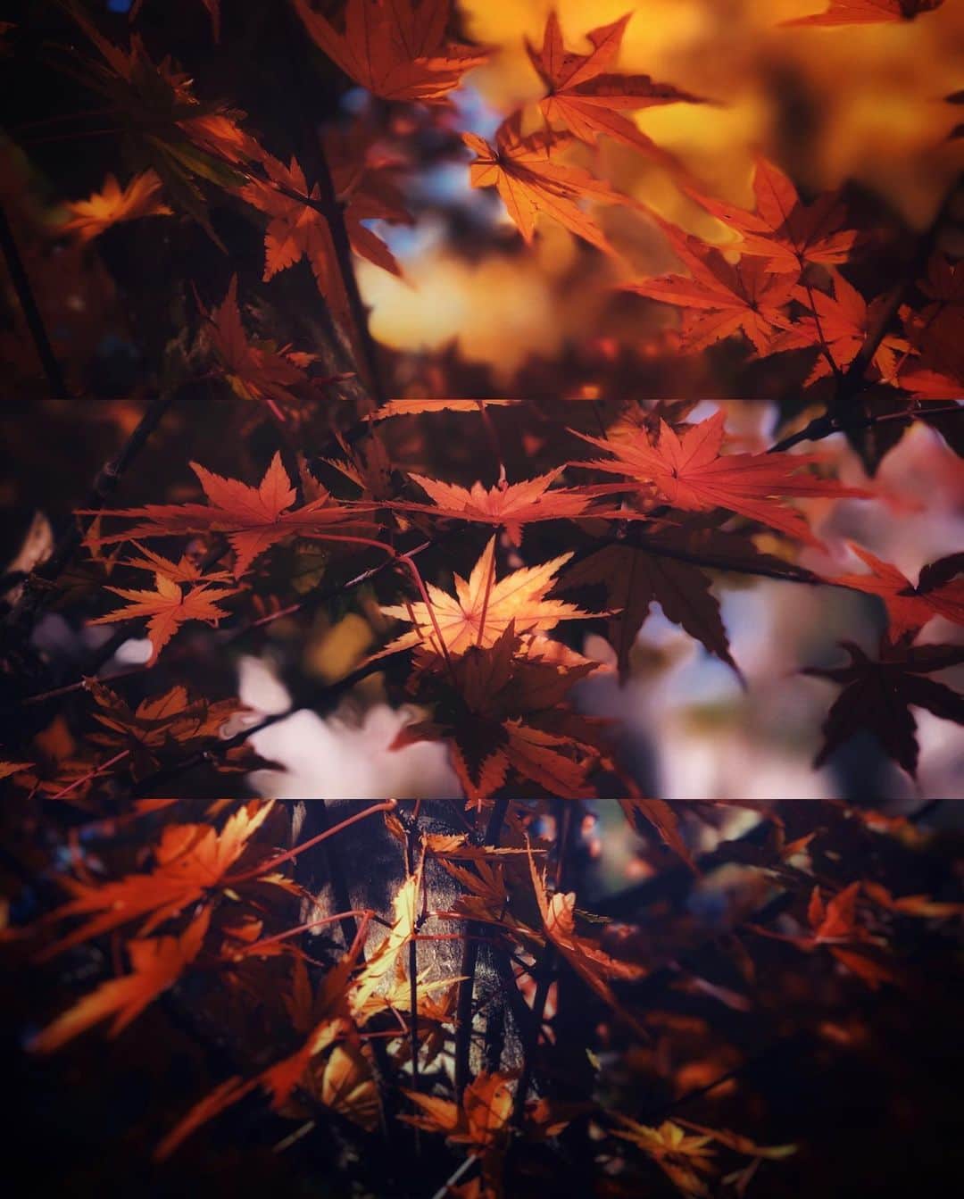 ima_ju / Jun Iのインスタグラム：「. . Reds . . ::」