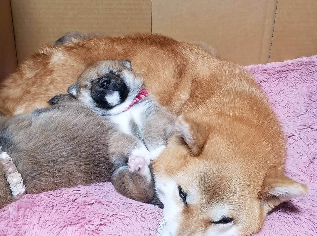 柴犬たま Shibainu Tamaのインスタグラム