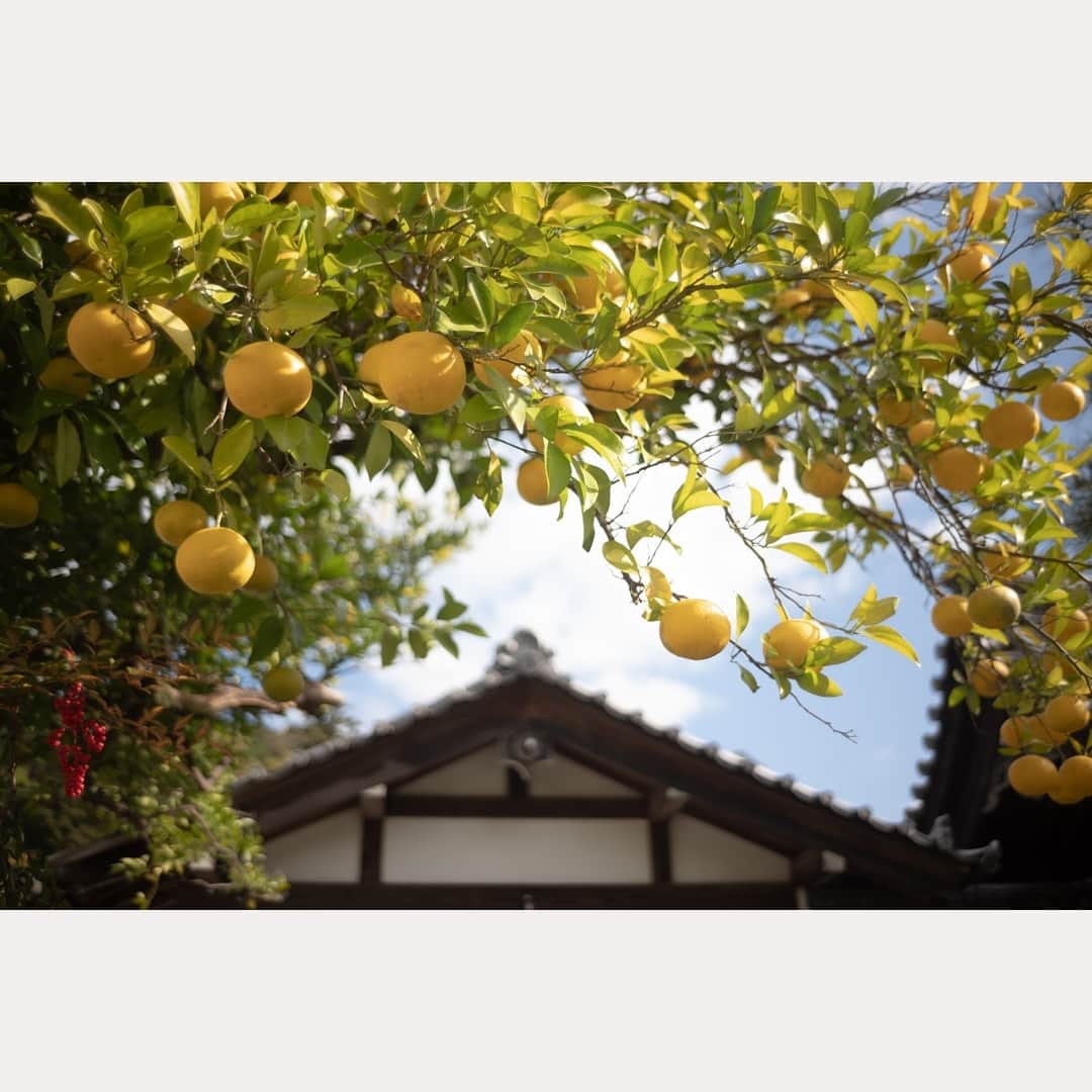 のインスタグラム：「なにかが これでもかと 実っていたのだよ。 なに？  #leica#leicam10p#summicron#summicron35#summicron35mmf2#summicron35mm1st#summicron35mm8elements#oldlens#ライカ#ライカm10p#ズミクロン#ズミクロン35mm#ズミクロン35mm8枚玉#オールドレンズ#kyoto#japan#oldlens_tokyo#泉涌寺#花澄」