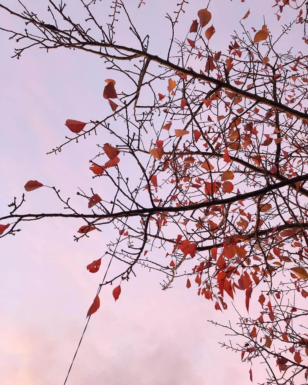 清水麻椰さんのインスタグラム写真 - (清水麻椰Instagram)「紅葉見にいけないまま秋が終わってしまいそう…🍂」11月24日 21時20分 - mayasmz