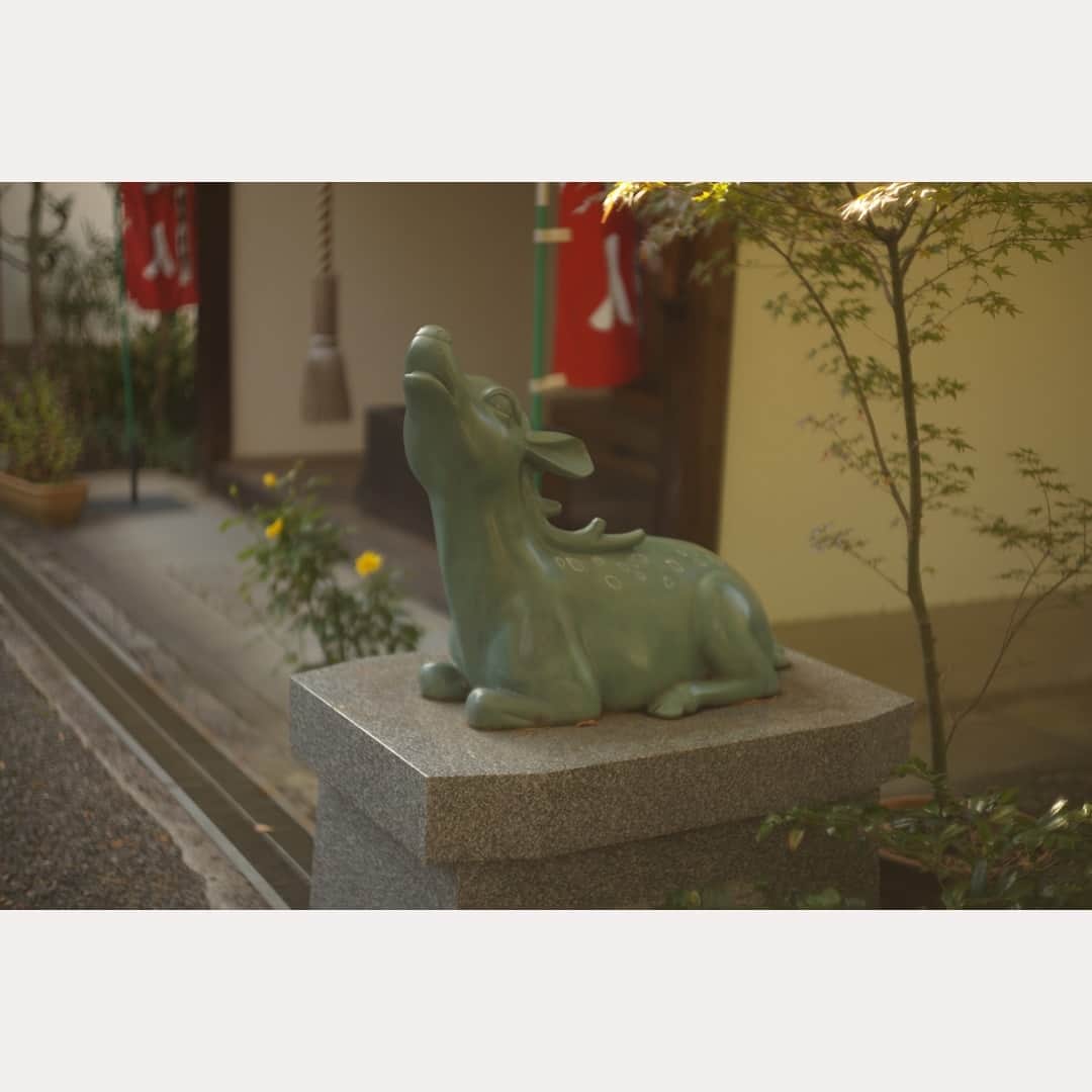 のインスタグラム：「シカ。  #leica#leicam10p#summarit#summarit50#summarit50mm#oldlens#ライカ#ライカm10p#ズマリット#ズマリット50mm#オールドレンズ#kyoto#japan#oldlens_tokyo#花澄#tokyocameraclub#泉涌寺#法音院」