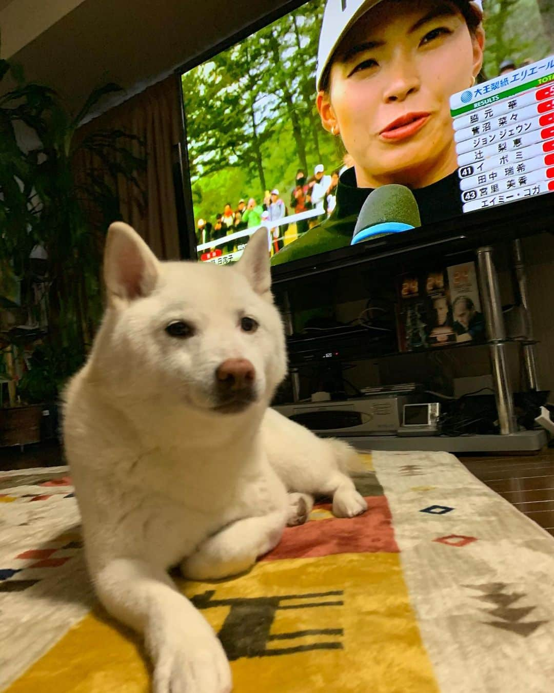 Jacknomamaのインスタグラム：「✨🏆✨おめでとう⛳️ 日向子さんとツーショット🐶👍 #大王製紙エリエールレディスオープン #おめでとう #渋野日向子 #ツーショット #しばいぬ #しろしば #ツンツン犬 #柴犬 #白柴 #白柴ジャック #忠犬じゃなくても良いよ #ペットじゃないよ #家族だよ #愛犬 #shiba #shibaken #shibainu #shiroshiba #insta_dog #insta_dogs」