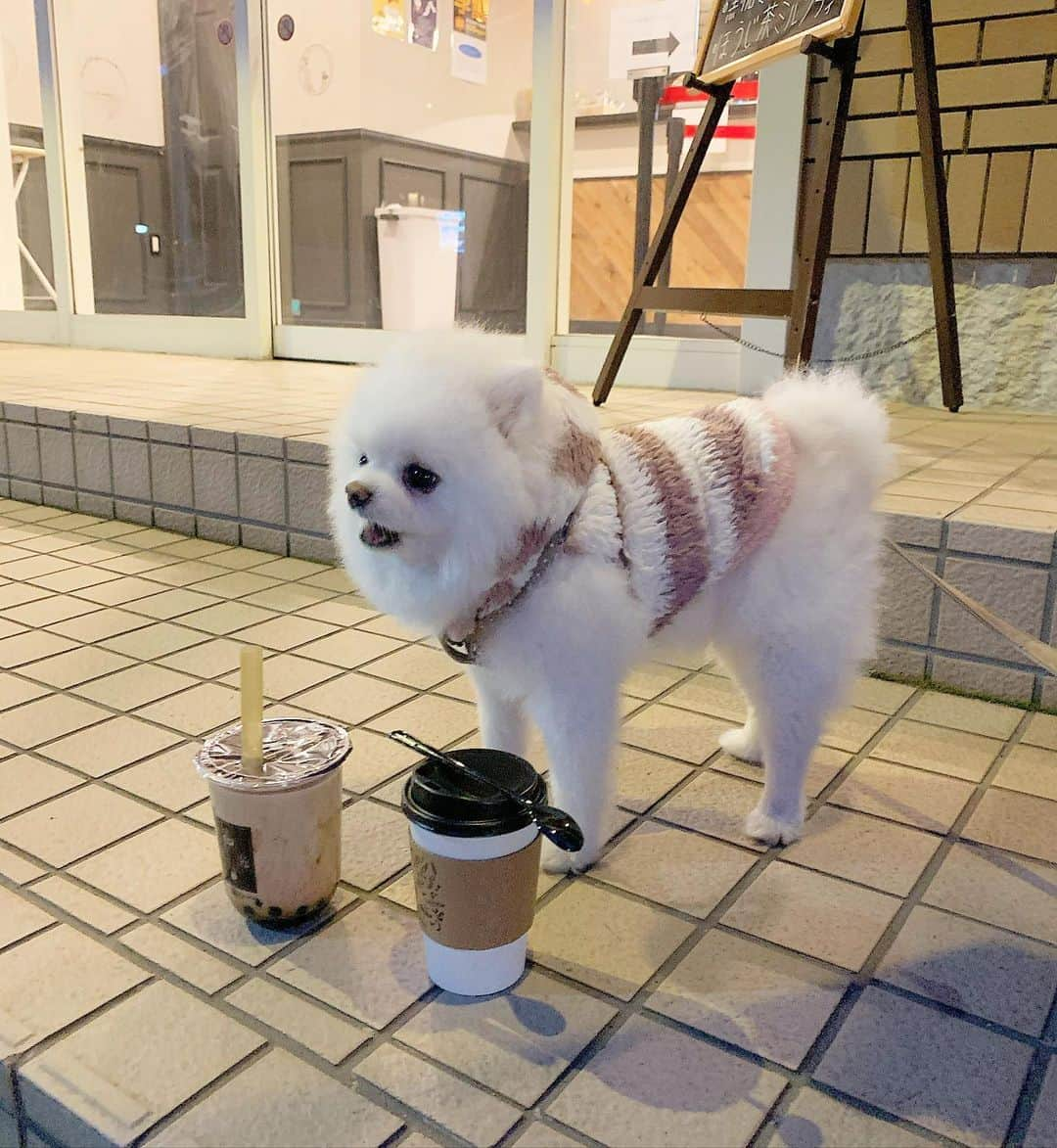 ニコちゃんさんのインスタグラム写真 - (ニコちゃんInstagram)「やっほい❣️琥珀は、ばいるよなぁ〜🥤🐶✨ #琥珀 #KOHAKU #琥珀秋田千秋矢留店 #琥珀タピオカ #黒糖ミルクティー #ホットチーズティー #ばいる #ばいちゃった #ばいちゃ #憧れのタピオカ #学園祭の雰囲気 #ポメリズム #ポメラニアン #白ポメ #pomeranian」11月24日 21時33分 - nico_susukita