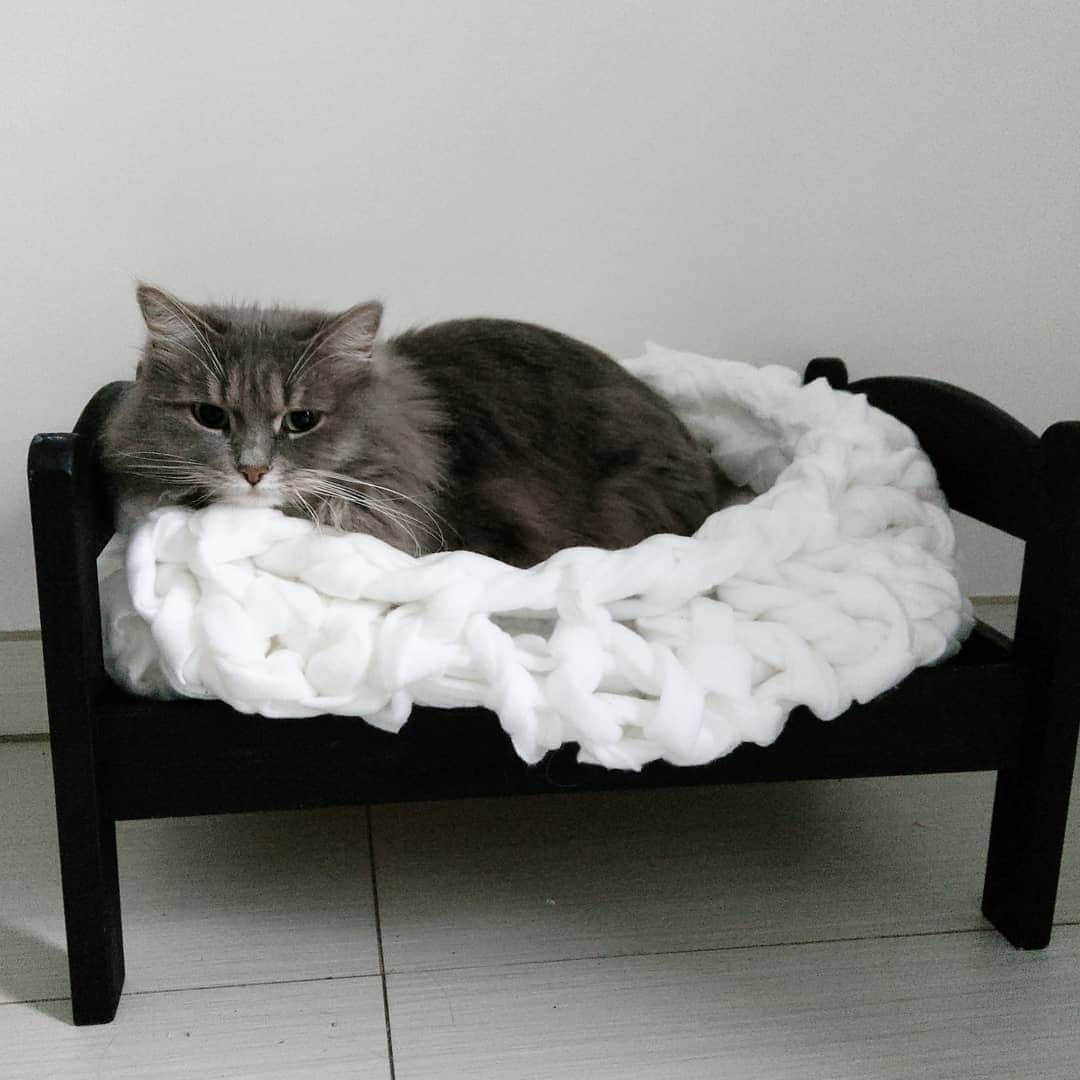 Nila & Miloさんのインスタグラム写真 - (Nila & MiloInstagram)「Milo tried the bed once before Nila claimed it as her own. 😹❤️😴 #yousnoozeyoulose #catboss #ikeahacks #instacats #igcats #siberiancat」11月24日 21時34分 - nilamilo