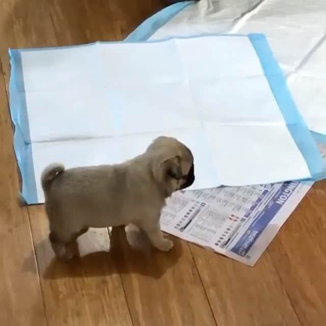 The Critter Havenのインスタグラム：「Go for it  Video by @marrkezpugs #TheCritterHaven」