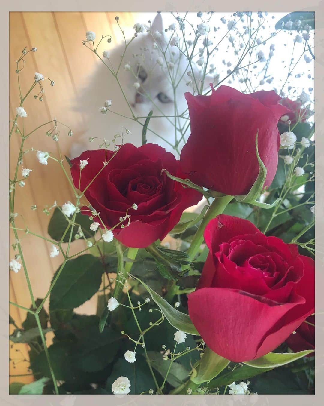 純名里沙さんのインスタグラム写真 - (純名里沙Instagram)「う〜ん、もうちょっと出て（笑） ・ #大福くん #チンチラシルバー #にゃんこ #にゃんすたぐらむ  #猫と薔薇 #cat #catstagram  #catsofinstagram  #cute」11月24日 13時26分 - risajunna3158
