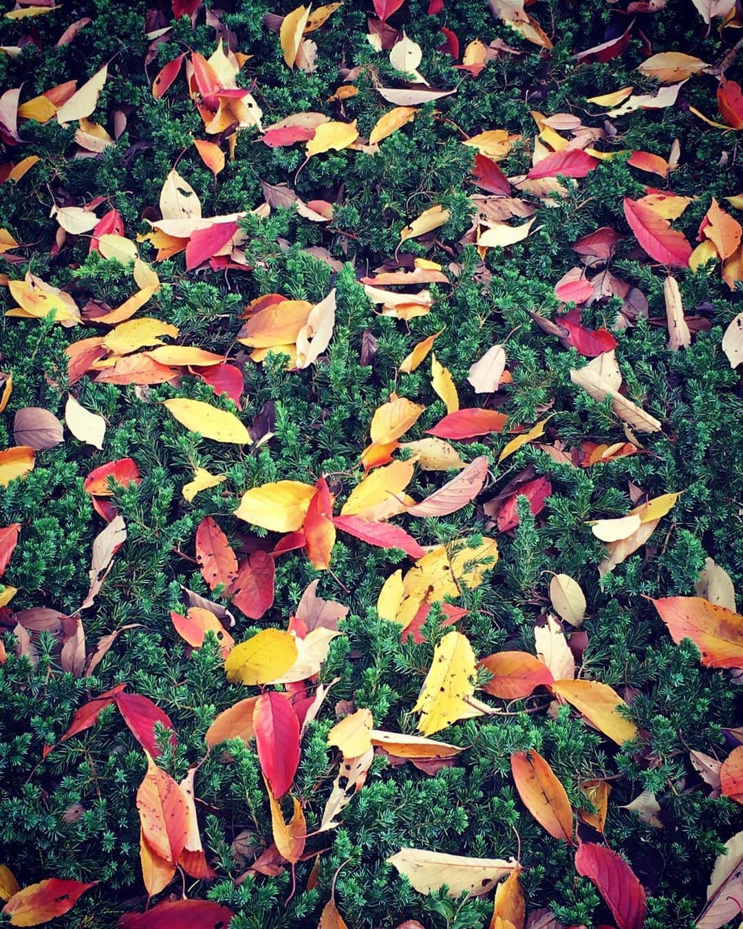 千紘れいかのインスタグラム：「まさに自然はアート。  #紅葉 #自然 #地球は美しい #美しい季節」