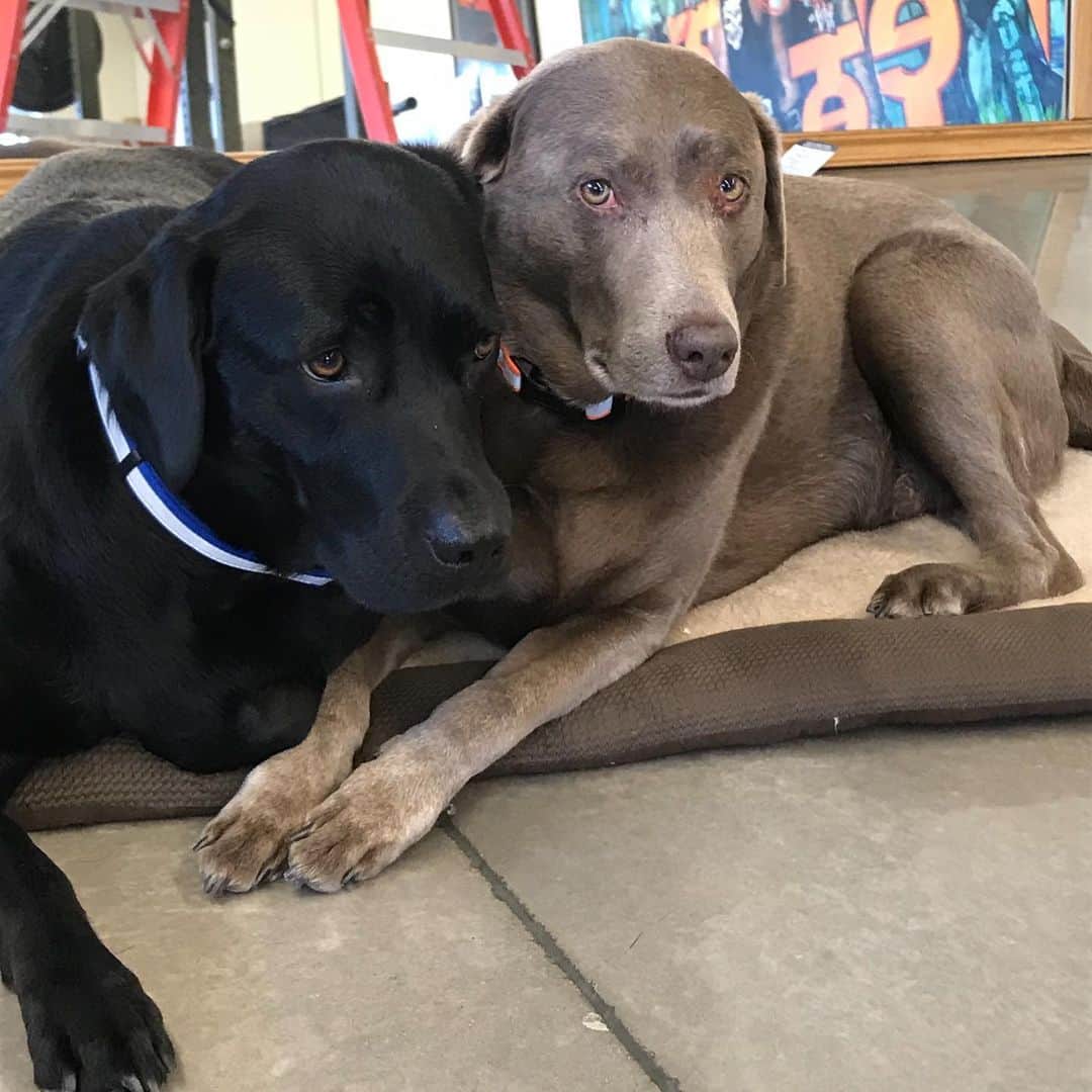 ストーン・コールド・スティーブ・オースチンのインスタグラム：「Cali and Moolah  #blacklab #silverlab」