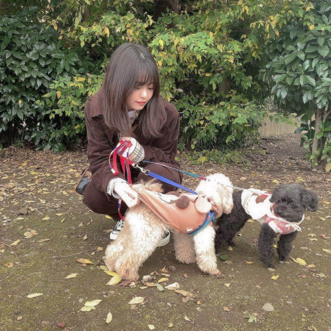 前田亜美のインスタグラム：「. . きゃりあん。愛犬ですうう🐶. 独特な匂いが愛おしい。. . . セットアップ¨̮. . #セットアップ #私服　#ami私服　 @darling_baby__ #carry #ange」