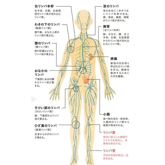 kogao283さんのインスタグラム写真 - (kogao283Instagram)「リンパ節の位置 「リンパ」とは、リンパ液・リンパ管・リンパ節の総称です。 ・  リンパ液はリンパ管を通り、 血液で回収しきれなかった体内の不要物質を回収します。 ・ 1分間で25cm程度のゆっくりとしたスピードで末端から鎖骨下静脈、 そして心臓を目指します。 ・  リンパ管の各所に多数あるのが「リンパ節」で、 不要物質や死んだ細胞、 細菌などを血液循環系に入れないためのフィルター役となっています。 ・ リンパ節の部位をよくほぐすことは、 リンパの流れ・働きをスムーズにする上でとても重要です。 ・ 最大限に効果を出すために、リンパ節の位置と流れを意識して、リンパマッサージを行いましょう。」11月24日 15時25分 - kogao283