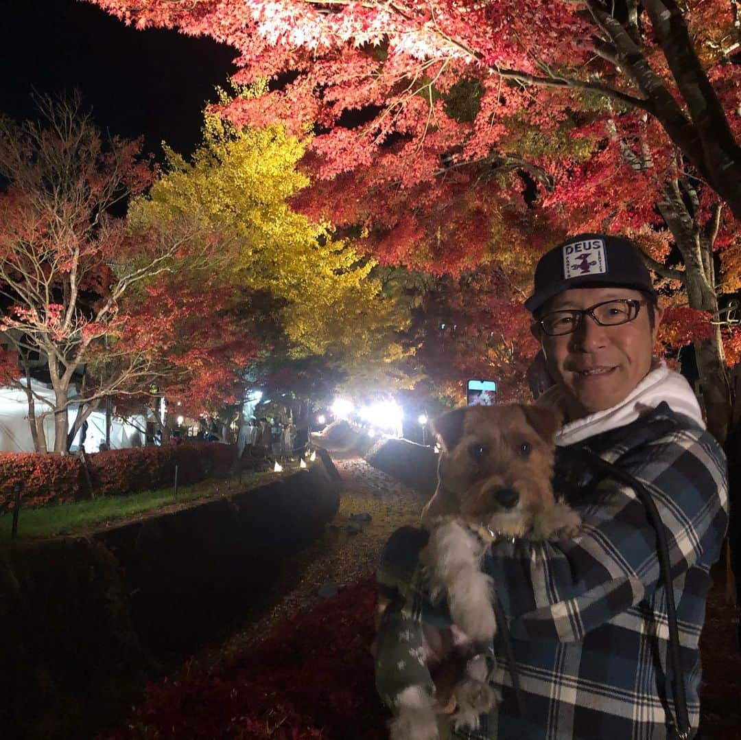 辻 よしなりのインスタグラム：「先日、出遅れてしまった 紅葉狩り🍁を達成すべく、 河口湖まで行って来たよ。 着いたらもう真っ暗（笑） でも、照明に照らされた🍁紅葉は綺麗な赤でした！ 結局のところ、花より団子で、岩魚の塩焼き他、買い食いの連続で、100%満足して帰ってきました。（笑） イチとの紅葉狩り。 一発目は、脂の乗った岩魚の芳ばしい香りの印象だけが残ってます（笑） イチも美味しかったのだ‼️ #もみじ回廊　は #ライトアップ　されて 綺麗だった。 #インバウンドツアー  に入っているのか、日本人は少ないくらい！ #モナムールジャック  #毛もじゃ  の可愛い子 初めての　 #紅葉狩り」