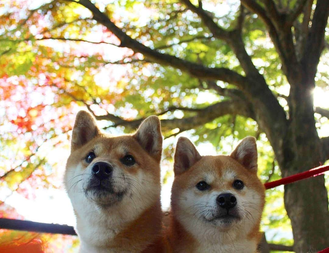 柴犬たま Shibainu Tamaさんのインスタグラム写真 - (柴犬たま Shibainu TamaInstagram)「今年の紅葉写真は以上となります😄👍 来年は新たな家族と一緒に見に行けるかな？😌🍁 * Caption trans🇬🇧 That's all for this year's autumn leaves photo😄👍 Next year you can go with your new family😌🍁 * #柴犬たま #たママ #たまーば #たま家族 #柴犬ミケ #ミケママ #一眼レフ #一眼レフカメラ #お出掛け #くまちゃんリュック #紅葉 #紅葉シーズン #もみじ #紅葉狩り #仲良し親子 #かなりひし形 #柴犬 #shiba #shibainu #shibastagram #犬 #dog #多頭飼い」11月24日 15時39分 - tama7653