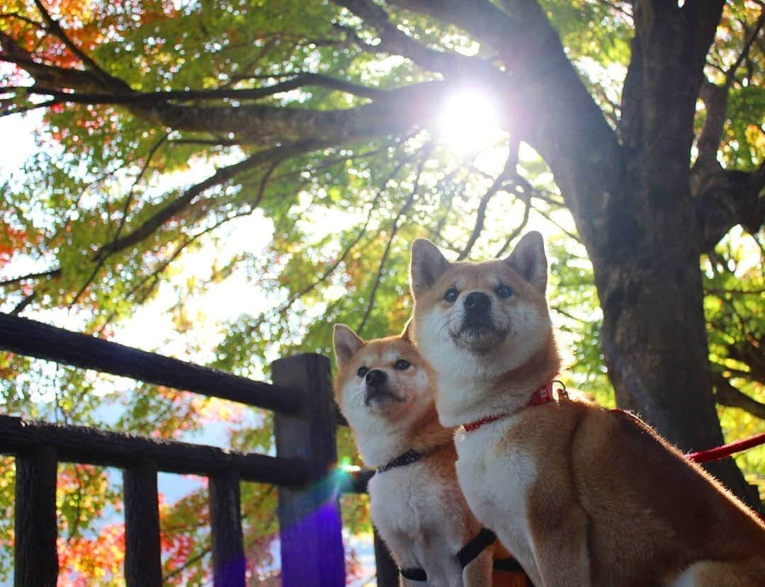 柴犬たま Shibainu Tamaのインスタグラム