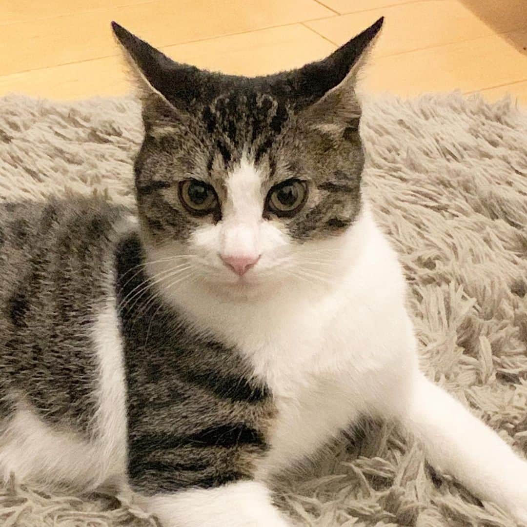 のインスタグラム：「キリッ。  #サスケ #猫 #ネコ #ねこ #ニャンスタグラム #ねこすたぐらむ #保護猫 #保護猫と暮らす #ねこ部 #ねこさん #cat #catstaglam #cute #mylovelycat #instacat #picneco #kater #고양이」