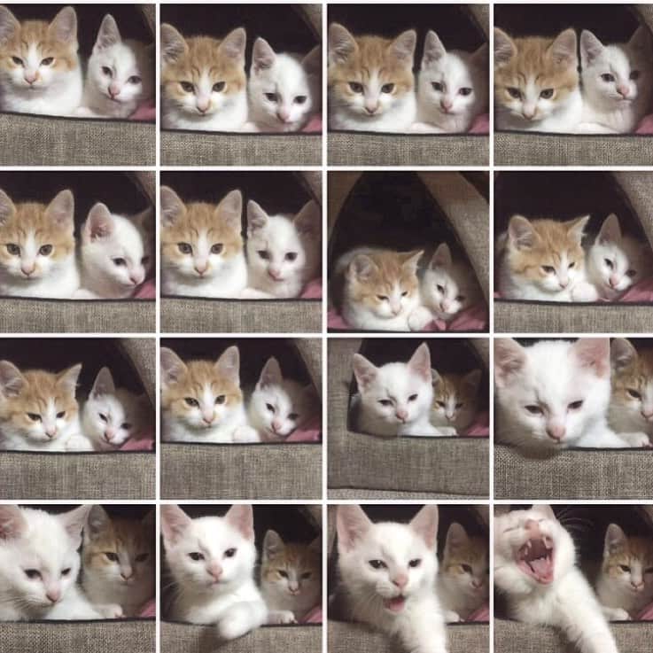 きなり & むぎのインスタグラム：「*̣̩⋆̩* . happybirthday♡♥ 先日4歲になりました☺︎ 愛しの癒しのきなむぎ兄弟。 これからも元気にいておくれ☺︎ picは、我が家に来た当時の 連写祭りのスクショ😻笑 . . .  #ねこ #catsofstagram #instacat #catstagram #catstagram_japan #ilovecats #peconねこ部 #ねこら部 #小さな猫が大きな癒しにニャる #東北ねこ部 #山形ねこ部 #ふわもこ部 #ペコねこ部 #にゃんすたぐらむ #にゃんだふるらいふ #にゃんとかめら #みんねこ #ねこがいる幸せ #ねこのいる生活 #猫と暮らす #ねことの暮らし #茶トラ白 #白猫 #兄弟猫」