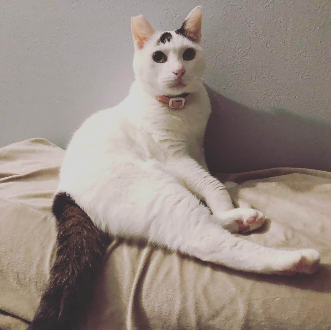Siznaのインスタグラム：「#dura #cat #づら #猫 #sizna #雑種 #元地域猫 #ヅラ #ヅラ猫 #ヅラ猫部 #にゃんスタグラム #猫変態を増やそうの会 #モデル猫」