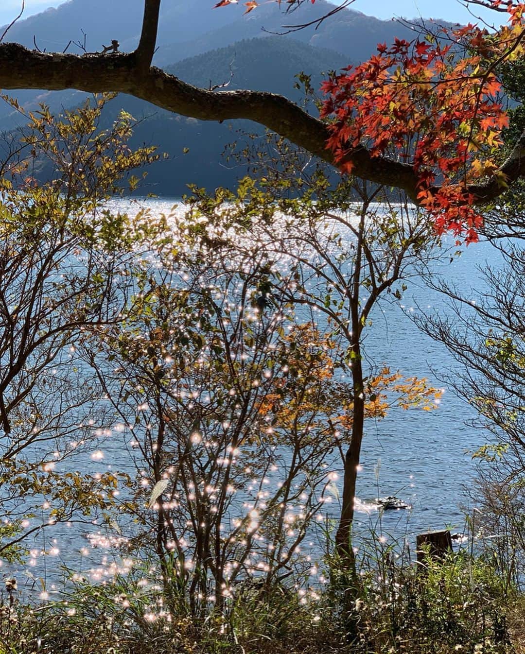 渡辺由布子さんのインスタグラム写真 - (渡辺由布子Instagram)「🍁 ・ Out for a little stroll in #Hakone .Autumn leaves everywhere.  温泉旅行ついでに#箱根 をぶらり散歩。紅葉は今が見頃かも♡  #紅葉狩り #また #服が同化してる #日本再発見  #autumnleaves  #autumncolors  #weekendgetaway  #discoverjapan  #hotsprings  #🍁 #🇯🇵」11月24日 16時06分 - watanabe_yuko