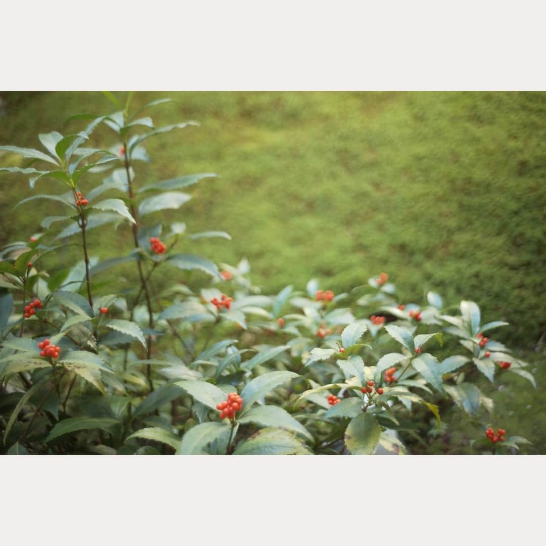 花澄さんのインスタグラム写真 - (花澄Instagram)「#leica#leicam10p#summicron#summicron35#summicron35mmf2#summicron35mm1st#summicron35mm8elements#oldlens#ライカ#ライカm10p#ズミクロン#ズミクロン35mm#ズミクロン35mm8枚玉#オールドレンズ#kyoto#japan#oldlens_tokyo#花澄#京都#雲龍院#泉涌寺」11月24日 22時26分 - textisan