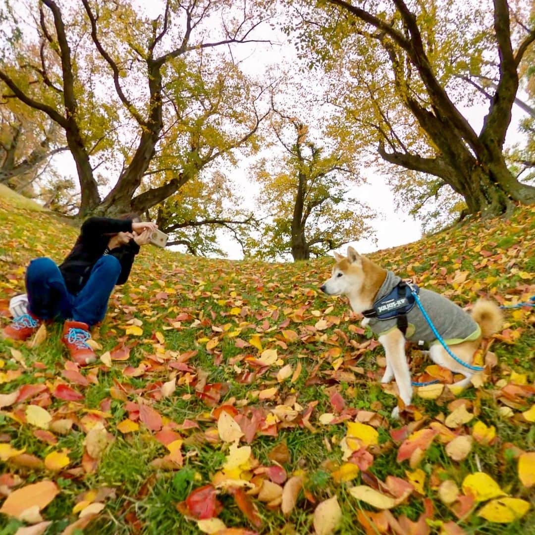 のインスタグラム：「Autumn. #背割り堤  お散歩して来た。 . Cherry tree leaves that are tinged red. . Photo #gopromax  #GoProJP  @goprojp @gopro . . . . #neneandmusashi2019 #GoPro #ゴープロ #shiba #shibinu #柴犬 #しばいぬ #japan #gopropets #lovely #cute #goprodog #goproのある生活 #日本犬 #dog #happy #goprohero #270pro #besomedoggy #鳥取大山 #doggo #goprodogsquad #goprofamily #beautiful #autumn #秋」
