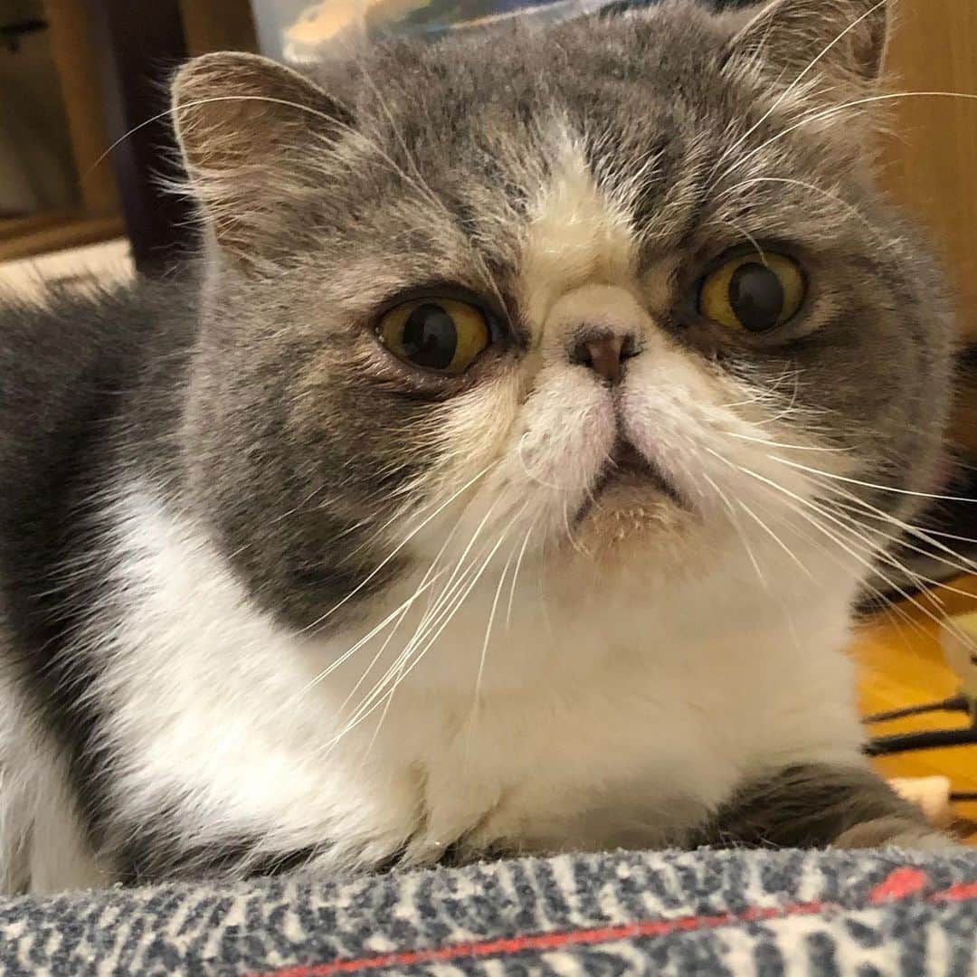 ムスカ(Muska)さんのインスタグラム写真 - (ムスカ(Muska)Instagram)「クッションの向かうから、怪しい猫がこっちを見てるんですけどぉ…。あ、あくびした。」11月24日 17時29分 - exotic_toshi