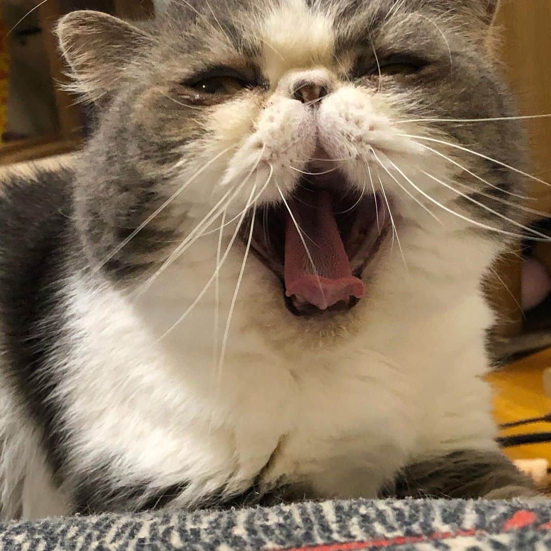 ムスカ(Muska)さんのインスタグラム写真 - (ムスカ(Muska)Instagram)「クッションの向かうから、怪しい猫がこっちを見てるんですけどぉ…。あ、あくびした。」11月24日 17時29分 - exotic_toshi