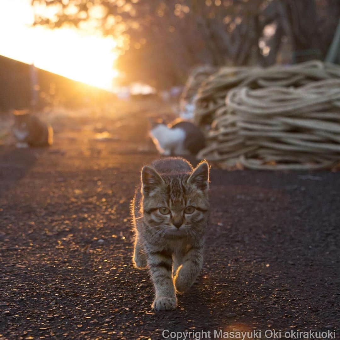 Masayukiさんのインスタグラム写真 - (MasayukiInstagram)「家かえろっと。  #cat #ねこ」11月24日 17時48分 - okirakuoki