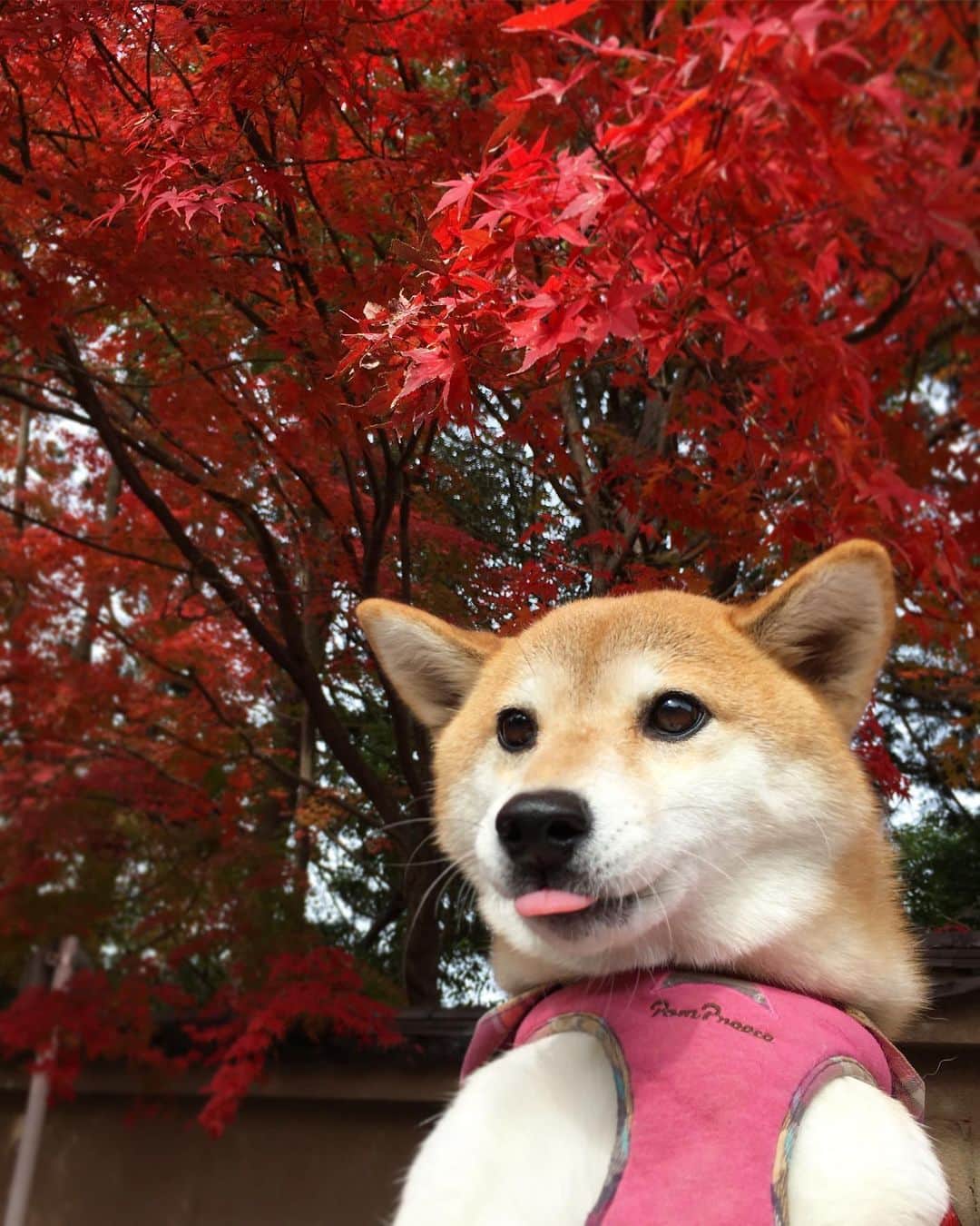 ゆもこのインスタグラム