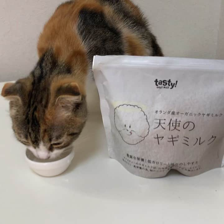 コテツのインスタグラム