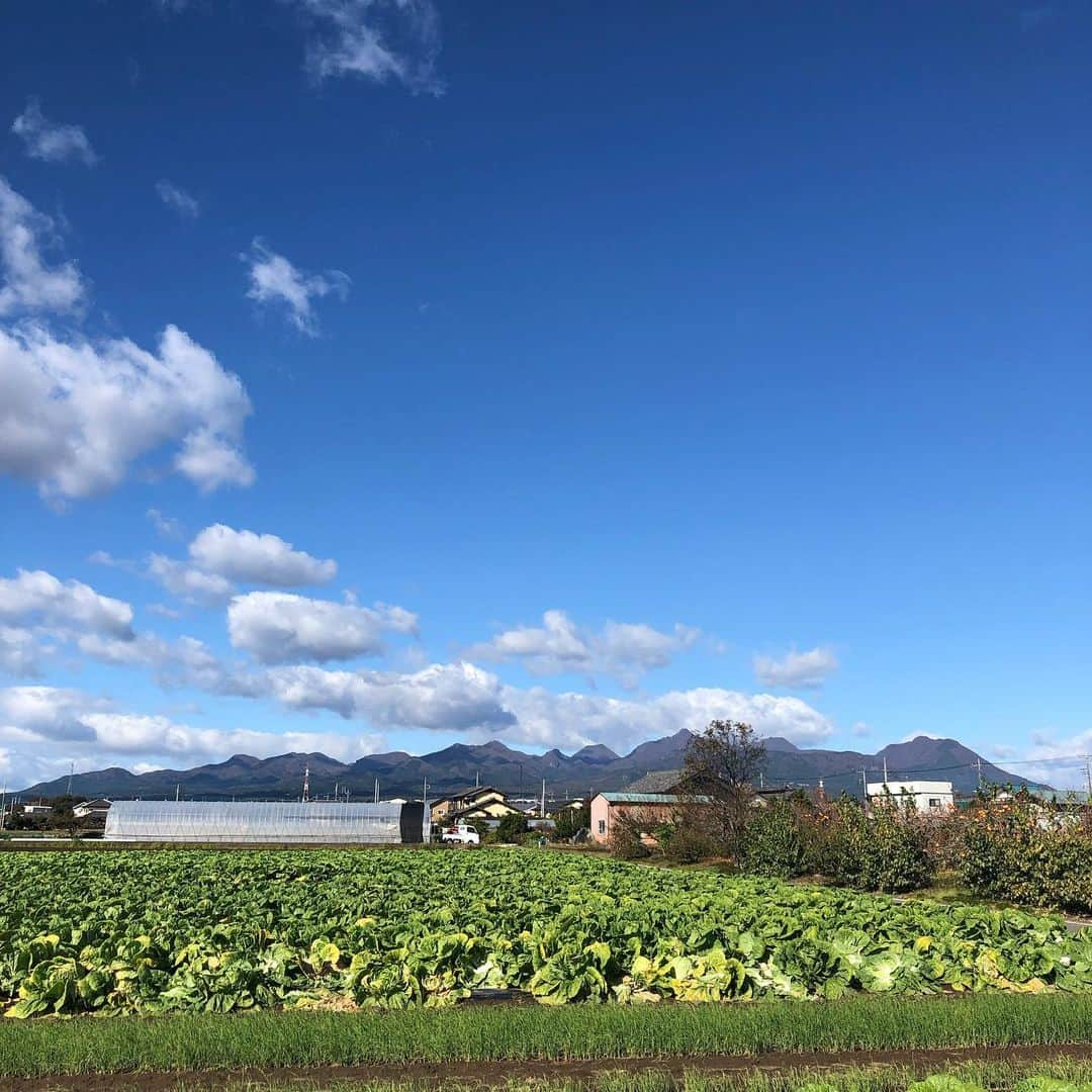 能登瑶子のインスタグラム：「皆さん、高崎市のブランド野菜 国府白菜をご存知ですか？🥬 とっても肉厚で甘い！寒いこれからの時期、ぜひお鍋にいかがですか？( ^ω^ ) 美味しさの魅力は明日25日のJAみどりの風で！ . ちなみにその放送では、パンジーの苗の栽培の様子も紹介(^^) 綺麗なパンジーを撮影していると、スタッフから、「食いしん坊な能登さんなら食べちゃいそう」と言われ…食べたフリをしてみました(笑) そんなに食いしん坊ですかね、私？(・Д・;) . #JA#みどりの風#国府#白菜#鍋#ピッタリ#パンジー#冬でも#綺麗 に#咲く#お花#食いしん坊#いつの間にか#食べる#キャラ#群馬テレビ#群テレ#アナウンサー」