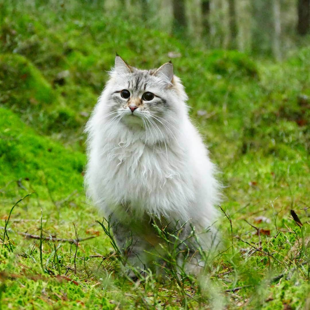 Floraのインスタグラム：「Oooh, could that be my christmas tree?! 🎄#kattunge #dailyfluff #bestanimal #excellent_cats #katter #bestcats_oftheworld #igcutest_animals #cat_features #cutepetclub #fluffypack #katt #bestmeow  #weeklyfluff #meow #AnimalAddicts #kittycat #cat #cats #kitten #kittens #kawaii #instacat #calico #neko #winter #snow #2019 #sibiriskkatt #siberiancat」
