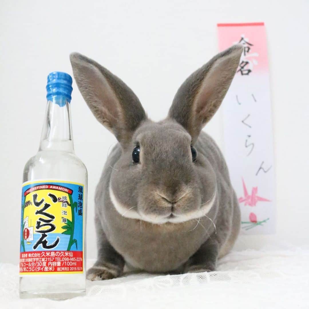 Kayoのインスタグラム：「ども♡ さくらの後輩の【いくら】 いくらんです♡ (別名ジャイアン) 昨日しれ〜っと2枚めに載せたコ♡ どぞよろしくです！」