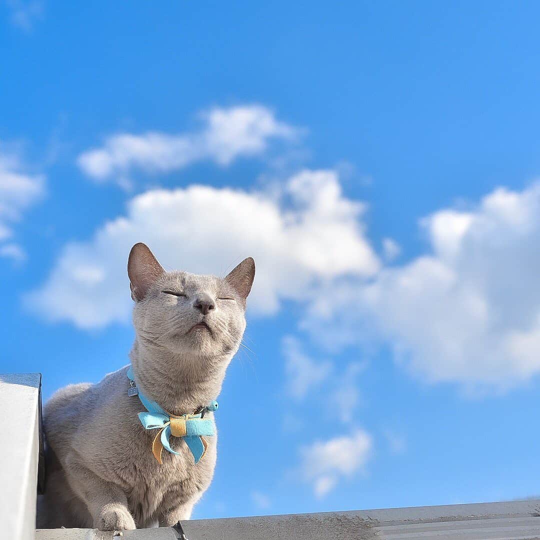 ❤?❤❤❤ Sayo ??❤?❤️❤️❤️のインスタグラム：「★ Happy Sunday ★. . It’s a fine autumn day!! Smoothing breeze 😽👍🏻💖. . 気持ち良い秋晴れサイコー!風が心地よいにゃ😽👍🏻💖. 東京の空はどんより、雨続きで明日も雨らしいんで青空ちゅうぴぃをどうぞ😘皆さま素敵な1週間を✨✨. . . ❤️ #pt_life_ #ほふく撮影隊 #nyancon01 #allcatphotos300 #as_archive  #PETS_iLLife  #paw_smile_pictures  #bestcatsclub #balousfriends #catsofinstagram  #jp_gallery #catstocker  #excellent_cats #IGersJP #みんねこ #meowfeature #nc_cuties  #light_nikon  #cat_features #pets_of_our_world  #pets_perfection  #raw_pets #weeklyfluff #bestphoto_japan #東京カメラ部 #ふわもこ部 #NEKOくらぶ #ロシアンブルー #cat  #いぬすたねこすたグランプリ」