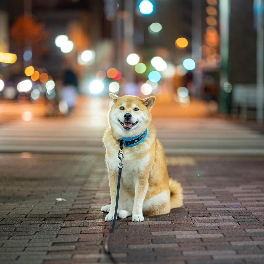 まる（まるたろう）さんのインスタグラム写真 - (まる（まるたろう）Instagram)「The night scenery there was beautiful.✨🐶✨キラキラな夜景が綺麗だよね #根津の夜景 #すぐ眠る街根津 #すぐ眠る男パパ #あいつすぐ寝ちゃうの #どこでも一瞬で」11月24日 19時25分 - marutaro