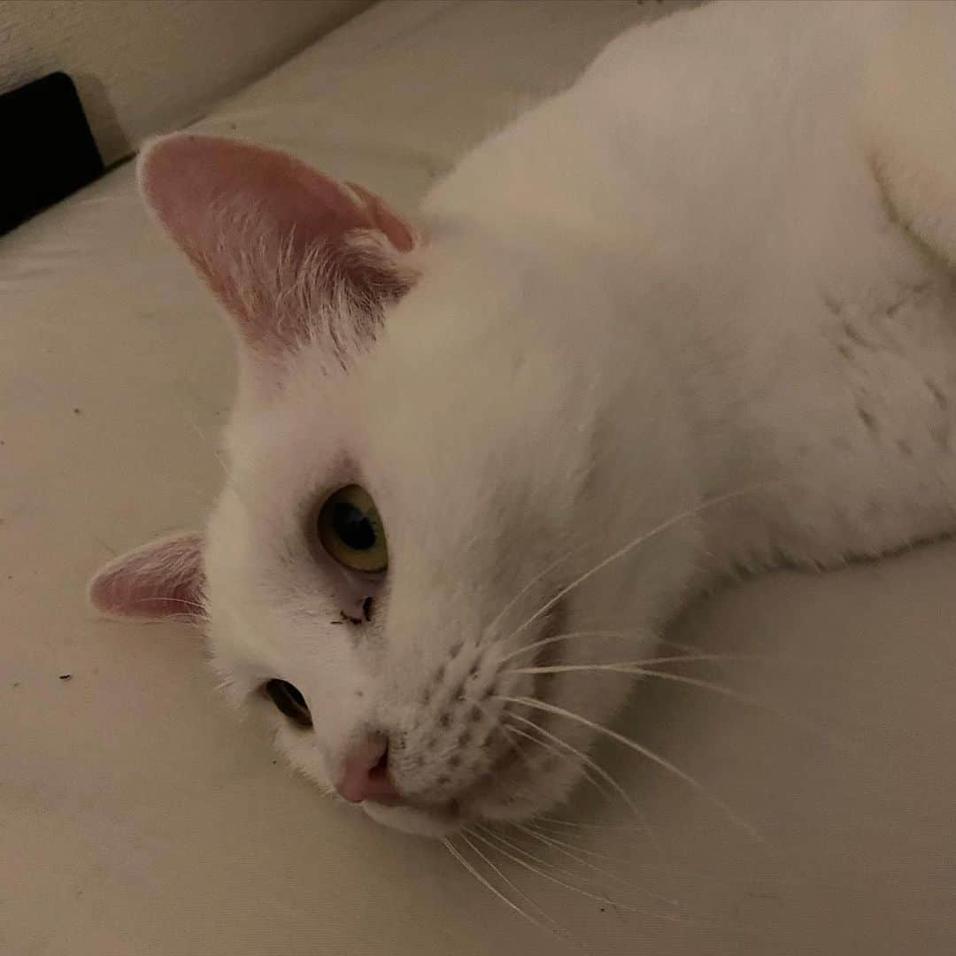 金巻ともこさんのインスタグラム写真 - (金巻ともこInstagram)「布団の上で撫でてもらうの待ってるハク  #kurohakuchai #cat #猫 #白猫 #whitecat」11月24日 19時26分 - tomotomoco