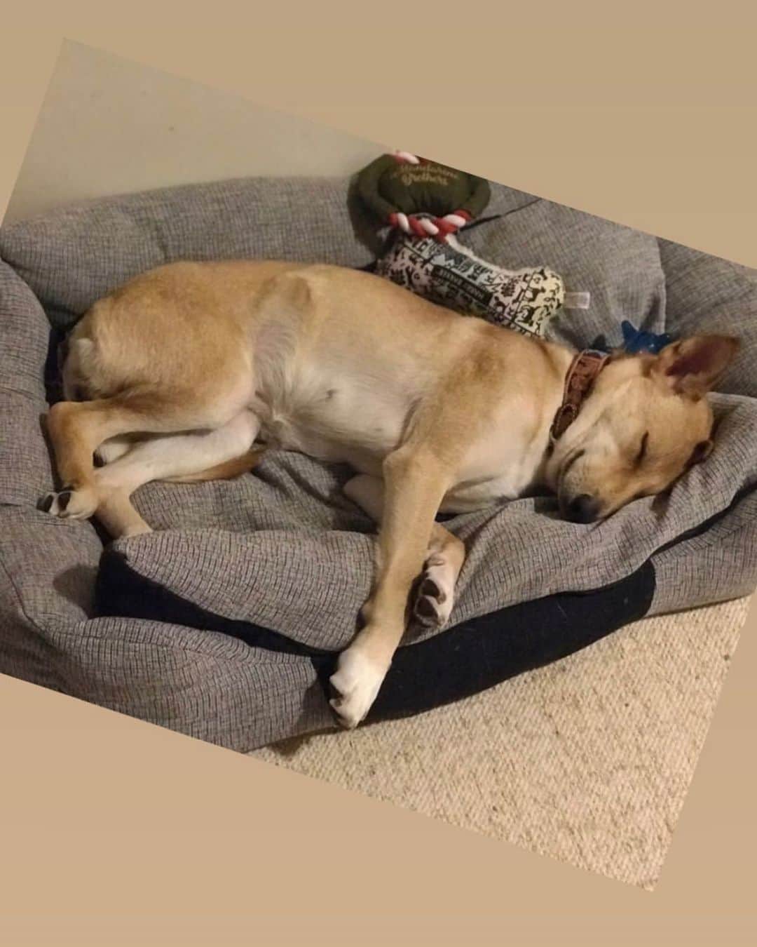 のインスタグラム：「・ @life.through.dogs では報告していましたが、トライアルに出ていたハナちゃんを正式に @mumother さんの家族になりましまた❤️ ・ トライアルの日から @mumother さんご家族はハナちゃんを家族に迎えてくれるつもりでいてくださいましたが、猫ちゃんたちとの相性だけ様子を見る方向でした。  あの日から1ヶ月が過ぎ、ハナちゃんとニャンズが一緒にソファで寝ている姿を見て、心からほっとしています。  好奇心旺盛なハナちゃんは、ニャンズを追いかけ回していたようですが、その時  @mumother さんが「ニャンズがハナちゃんに猫パンチでもして遊んでくれたらいいのに😂」と仰っていたのですが、先日なんとついに猫パンチ動画が😆❤️(最新の @mumother さんの投稿です) ・ ニャンズに猫パンチをされても動じないハナちゃん。むしろちょっと嬉しいそうにも見えて、野犬だからといって凶暴だなんてことはない。と証明された動画でした。  ハナちゃんをこんなにも愛してくださる家族が見つかり本当に嬉しいです。  ハナちゃんが我が家に来たあの日からハナちゃんの恐怖心を解いてあげられない自分たちを情けなく思ったこともありました。でも時間をかけてハナちゃんのペースに任せるという選択をして本当に良かったと思っています。  すぐに状況が良くならなくたって、愛を持って相手に委ねる。これは人間関係にも通ずること。とても大切なことを野犬のハナちゃんが教えてくれました。  殺処分から守ってくれた @yamaminori4655 さんと @hana_matsushima_animal さんにも心から感謝します。  ハナちゃんが来てくれたから、また一つ生涯忘れることのない学びと思い出が増えて幸せです。  野犬を家族に迎えいれることは簡単なことじゃないかもしれない。でも、だからこそ他では知ることのできない経験をさせてもらえるのかもしれない。  ハナちゃん。 ハナちゃんのことが大好きだよ。 怯えて怯えて全く出てくることなく過ぎた約2ヶ月は、自分との戦いみたいな日々でもあったんだ。  ハナちゃんの心を早く開きたい。なんて傲慢な自分をぐっと殺して、ハナちゃんを見守ることに徹していたの。  早くハナちゃんを撫でたりハナちゃんの安心した寝顔が見たいだなんて思っちゃっていたの。でもそれは間違いだったね。ハナちゃんの一番の幸せはハナちゃんのペースで過ごせることだったよね。 ・ そんなハナちゃんが、気がついたら出てきて、気がついたらムーちゃんを追いかけ回して、気がついたらソファで居眠りしてくれるようになって、過ぎてみれば、ハナちゃんが出てこなかった日々は大したことじゃなかったんだ。ってわかったんだ。  ハナちゃんがハナちゃんらしく生きられるようになって本当に嬉しいよ。ニャンズとも仲良くね。あんまり追いかけ回したら、また猫パンチされるからね。それでもハナちゃんは、ニコニコして優しい子でいてね❤️ ・ ハナちゃんのことを心配してくださった沢山のフォロワーの方にも心から感謝します。 ハナちゃんがんばれ！がんばれ！と、沢山の励ましをありがとうございました。イベントの際にハナちゃんへのおやつをくださる方もいらっしゃり、本当に感謝しています。 ・ ハナちゃんは幸せになりました❤️ ・ これからは優しくて頼もしい @mumother さんの投稿でハナちゃんを見守っていただけたら嬉しいです！ ・ ・ #がんばれハナちゃん🐶  #ハナちゃんがんばった #元野犬 #保護犬 #保護犬を家族に #保護犬を飼おう  #ペットショップに行く前に #保護犬を家族に迎えるという選択肢 を」