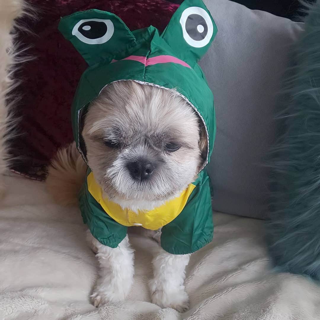 タンゲクンのインスタグラム：「今日の🐸旬太郎何故か消えてる ので記憶の為にもう一度UPでした。 お騒がせします。  #旬太郎くん」