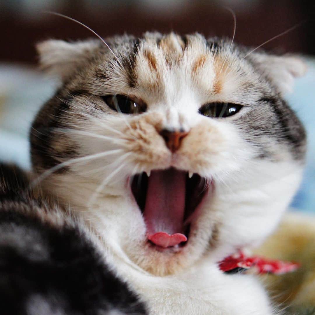 takegaeruのインスタグラム：「あくびちゃんズ にゃんこのアクビは平和の象徴ですね  #cat #scottishfold #猫 #スコティッシュフォールド #三毛スコ友の会 #ragdoll #ラグドール #ホワイトポッチーズ #よもねこ #よもぎねこ #キジトラ #きじとら」