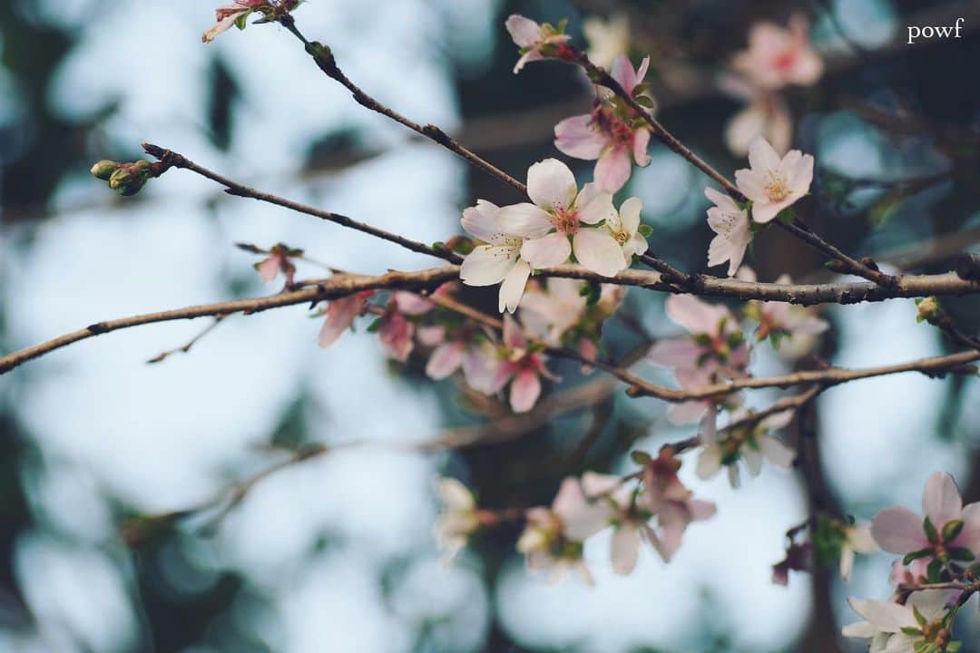 anemone_69のインスタグラム：「🌸 . . #ジュウガツザクラ #十月桜 #sakura #サクラ #桜 #cherryblossom . . .」