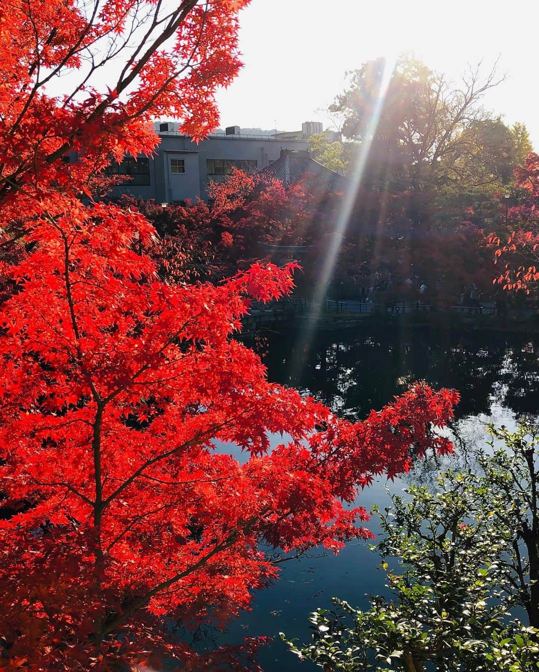 江連裕子さんのインスタグラム写真 - (江連裕子Instagram)「. 京都の紅葉🍁 紅葉の永観堂は見頃でした🍁 . #京都 #kyoto #kyotojapan🇯🇵 #kyototravel #kyototrip #japan #travel #travelphotography #travelgram #紅葉 #紅葉狩り #紅葉見頃 #紅葉🍁 #秋 #永観堂 #永観堂の紅葉 #永観堂禅林寺 #eikando #eikandotemple」11月24日 20時40分 - yuko_ezure