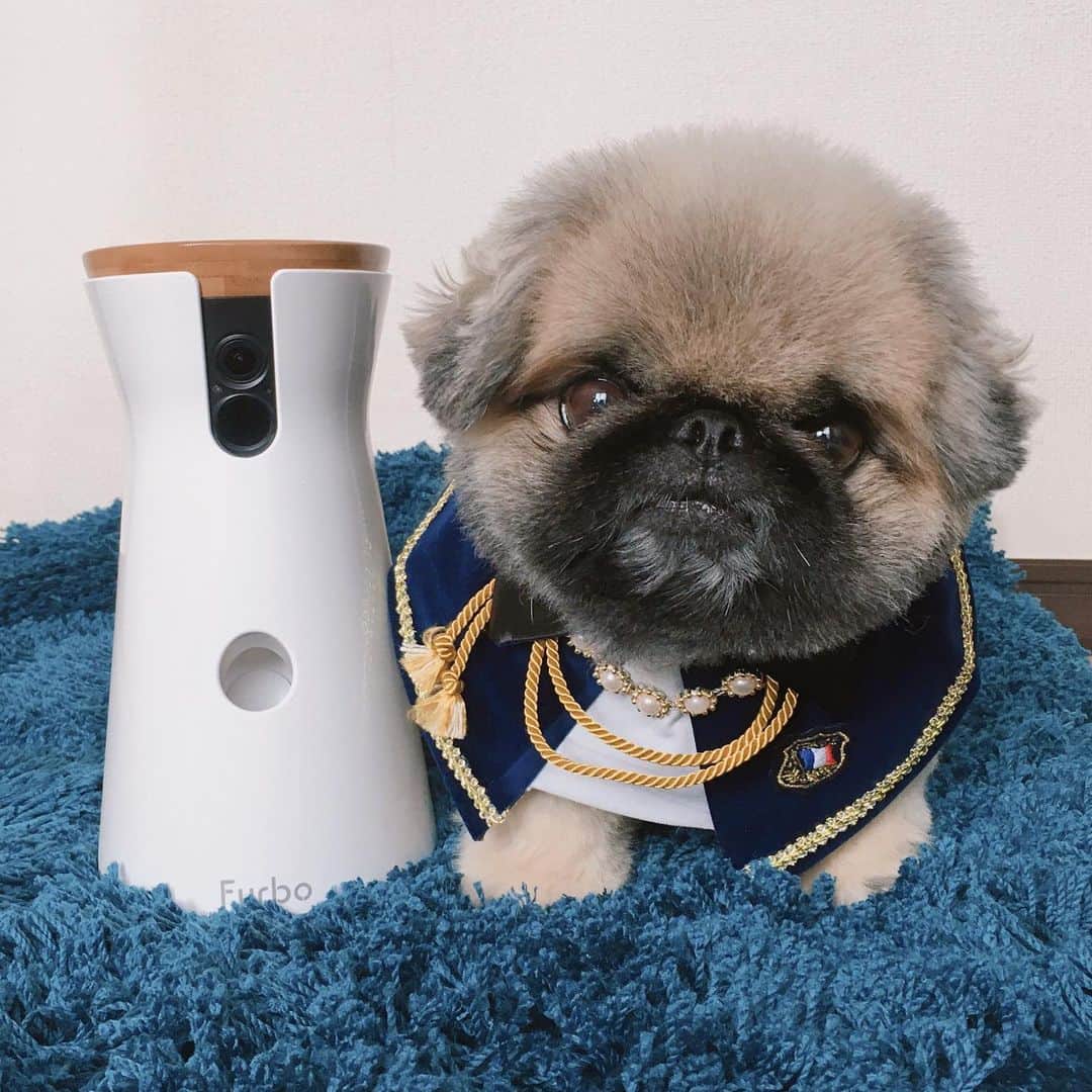のインスタグラム：「#goodmorning  #お留守番カメラ  #ファーボ #furbo ※ いつでもどこでも、お留守番の様子が見たい時に見れる嬉しさと安心の @furbo_japan さん😊 年末最大のBlack Friday SALE開催🔥今ならFurboが9,500円OFF🤩フォロワーの皆様限定、クーポンコード『ku』を使うと更に1,000円引きに😊ご興味のある方は、プロフィールのURLをクリックしてみてね💕」