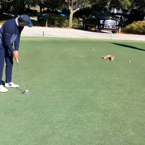 ルーク・ドナルドのインスタグラム：「“How am I supposed to putt with this going on, Doug - kick him off the Tour!!” Had a little furry friend join me on the putting green before I starting my final round today @thersmclassic @pgatour . . 70,68,69,68 to finish up my last event of the year. Time for some R&R with the fam before tackling 2020! #rsmclassic #happygilmore」