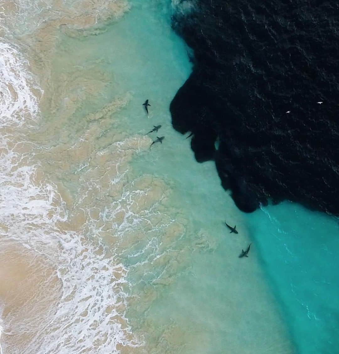 Costa Sunglassesのインスタグラム：「Flanking the flats. 📷: @seanscottphotography #SeeWhatsOutThere」