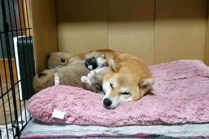 柴犬たま Shibainu Tamaのインスタグラム