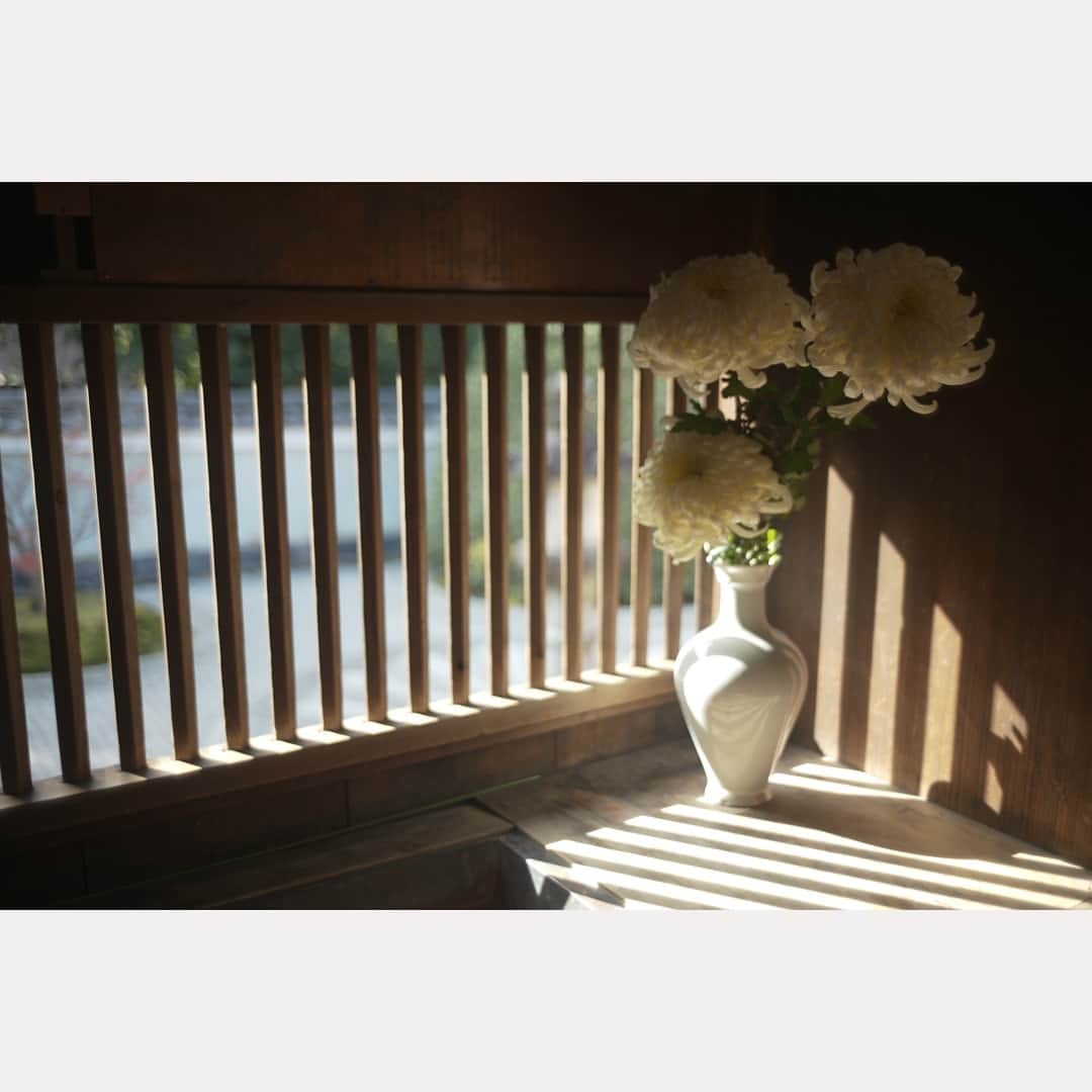 のインスタグラム：「顔くらいありそうな大きな菊の花。  #leica#leicam10p#summicron#summicron35#summicron35mmf2#summicron35mm1st#summicron35mm8elements#oldlens#ライカ#ライカm10p#ズミクロン#ズミクロン35mm#ズミクロン35mm8枚玉#オールドレンズ#kyoto#japan#oldlens_tokyo#花澄#京都#雲龍院#泉涌寺」