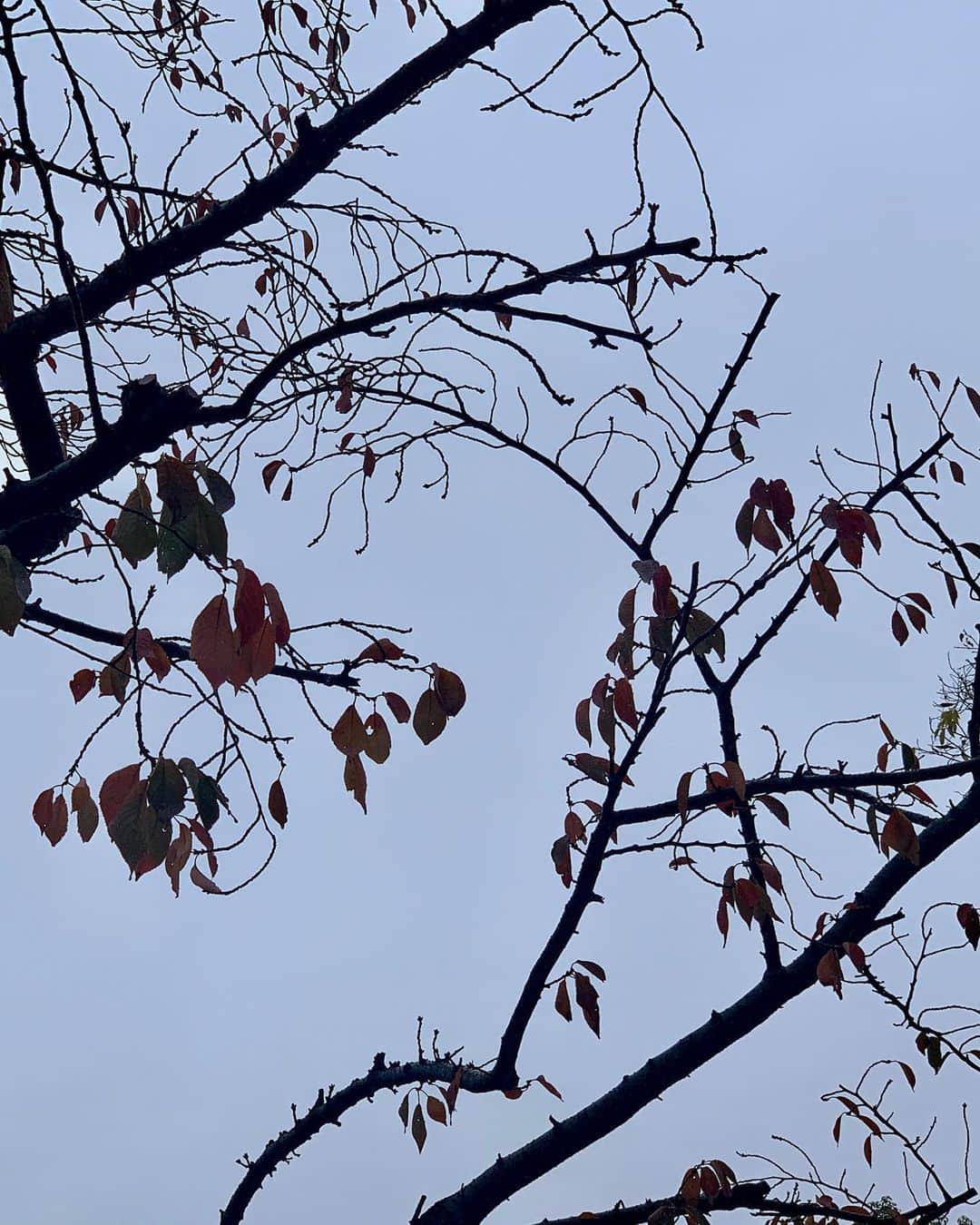 小此木まりさんのインスタグラム写真 - (小此木まりInstagram)「☔︎ 雨まとめ。 #雨 #草 #木 #花 #波紋 #雨もなかなか #いいもんだ」11月24日 22時48分 - mariokonogi