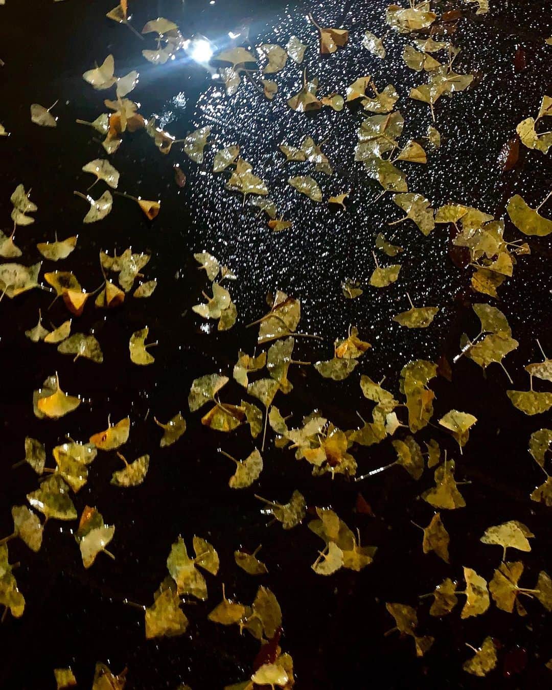 小此木まりさんのインスタグラム写真 - (小此木まりInstagram)「☔︎ 雨まとめ。 #雨 #草 #木 #花 #波紋 #雨もなかなか #いいもんだ」11月24日 22時48分 - mariokonogi