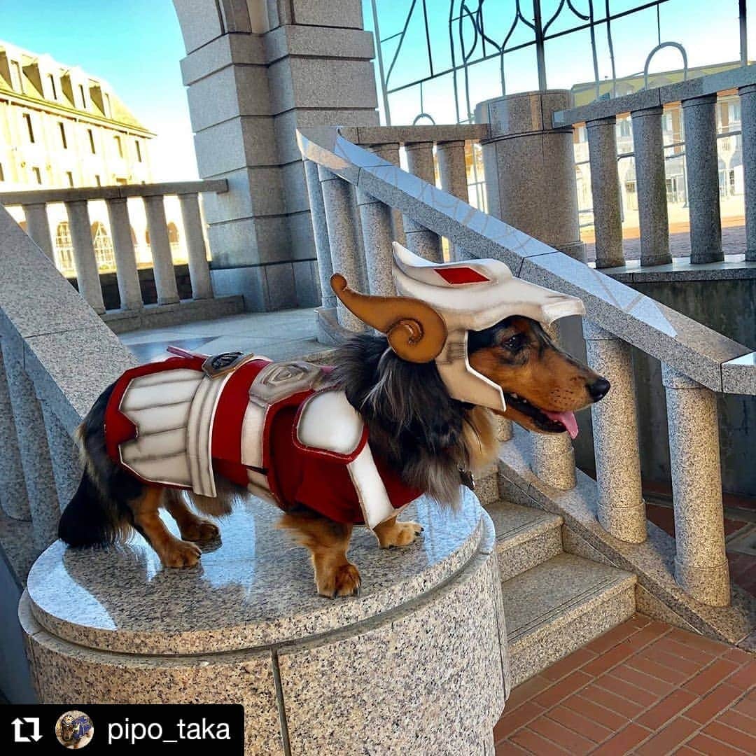 永崎遼のインスタグラム：「. Thank you for your time. Makasih yah sudah menonton. . Hey everyone check it out ! . Amazing doggy cosplay ;D . There are many other cool works in his account👉  @pipo_taka . 聖衣をまとったワンちゃんスゴい！モンハン装備やロト勇者などなど、ハイクオリティな造形がいっぱい🎊 . 素晴らし過ぎてリグラムさせて頂きました👍 世界中に届け～✨ .  #Repost @pipo_taka • • • • • • だ〜きしめた〜♫こ〜ころの小宇宙♫ 熱く燃やせ！奇跡を起こせ！！♫ というわけで、まだ、ロケに使っていなかった#青銅聖衣 を持って#フルーツフラワーパーク に撮影してきました！  今日は、フルーツフラワーパークにたっくさんのワンちゃんたちがいましたが、挨拶するも特に交流もなく、ちょっと寂しかったけど撮影に集中しました💧  やっぱりロケだと、アベルは、2割増しでカッコよく見えました！(親バカ)  #聖闘士星矢 #ペガサス #キグナス #白鳥座 #氷河 #saintseiya #saintsaiyacosplay #cosplay #cosplayer #cosplaydog #cosplayofinstagram #cosplaygirl #dogcosplay #dogsofinstagram #dogstagram #ダックス #コスプレ #コスプレイヤー #コスプレイヤーさんと繋がりたい #コスプレ犬 #小宇宙 #ペガサス幻想 #勇者犬アベル」