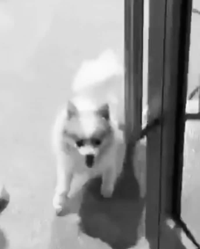 Kim Chiuさんのインスタグラム写真 - (Kim ChiuInstagram)「Rushed to ER. Bitten by a “small dog” in bgc.🙈 lesson learned never pet a ‘stranger’ dog, just because they’re cute and small.  To all the owners walking their dogs, please be mindful and always keep them on a leash. Look after them and never leave them behind you. Thank you to shangrilafort for the urgent assistance and st lukes bgc. #antirabiesshot 💉. . .  HOPE this message will be taken not to blame anyone but to be warned by this kind of incident especially to people who doesn’t have any idea on how to approach a dog properly like me.🙈 #lessonlearned」11月24日 22時52分 - chinitaprincess