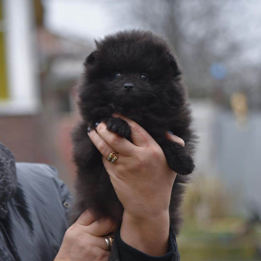 Puppy For Sale.さんのインスタグラム写真 - (Puppy For Sale.Instagram)「Потому что нельзя быть на свете красивой такой...」11月24日 23時04分 - artsimpatiya