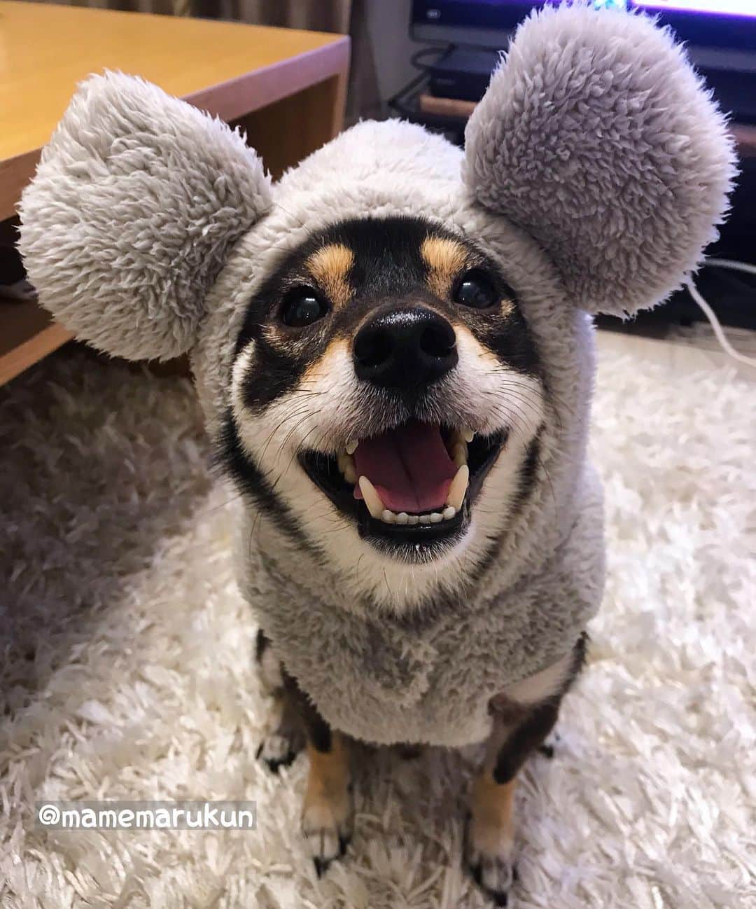 まめ丸のインスタグラム：「* * 来年はねずみ🐭さんの年なんだって❣️ ひとあし先にねずみさん🐶💓 * I'm mouse🐭🐶💓 * #モコモコねずみさんパジャマ🐭 #年賀状準備しなきゃね🐶💦 #楽天roomに載せてます * #柴犬#豆柴#柴#黒柴#黒豆柴#犬#日本犬#shiba#shibainu#shibastagram#shibadog#puppy#instadog#dogstagram#dog#instashiba#petstagram#pet#buzzfeedanimals#cute#cutedog#강아지#멍스타그램#weeklyfluff#dailyfluff#roomインフルエンサー」